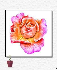 欧美玫瑰花唯美图片头像,玫瑰花映衬下的浪漫头像美学