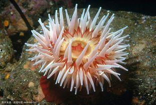 海葵图片壁纸欧美,自然之美壁纸赏析